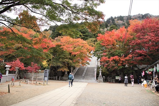 大山阿夫利神社石段脇の紅葉１