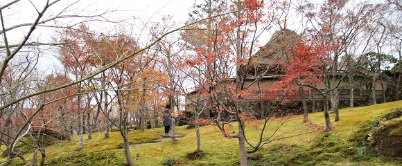箱根美術館の苔庭のモミジの紅葉