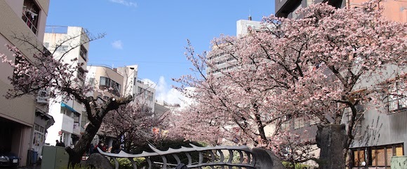 桜まつりが開かれている熱海糸川遊歩道