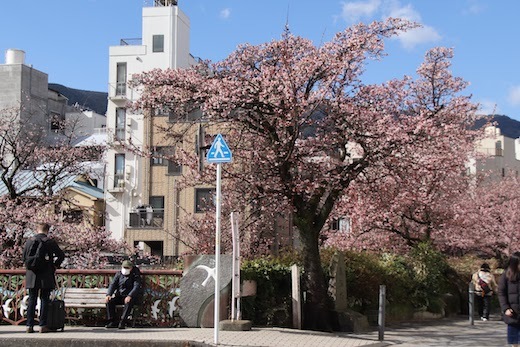 桜まつりの糸川遊歩道１