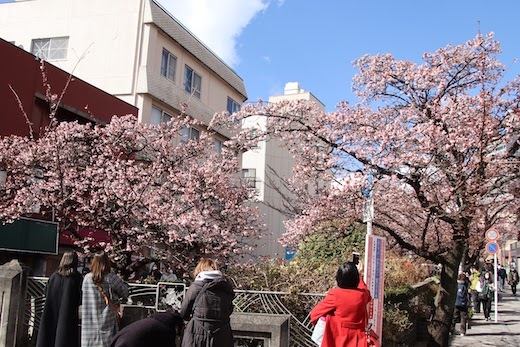 桜まつりの糸川遊歩道２
