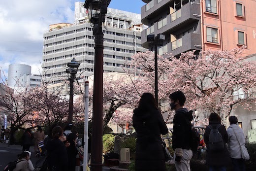 桜まつりの糸川遊歩道３