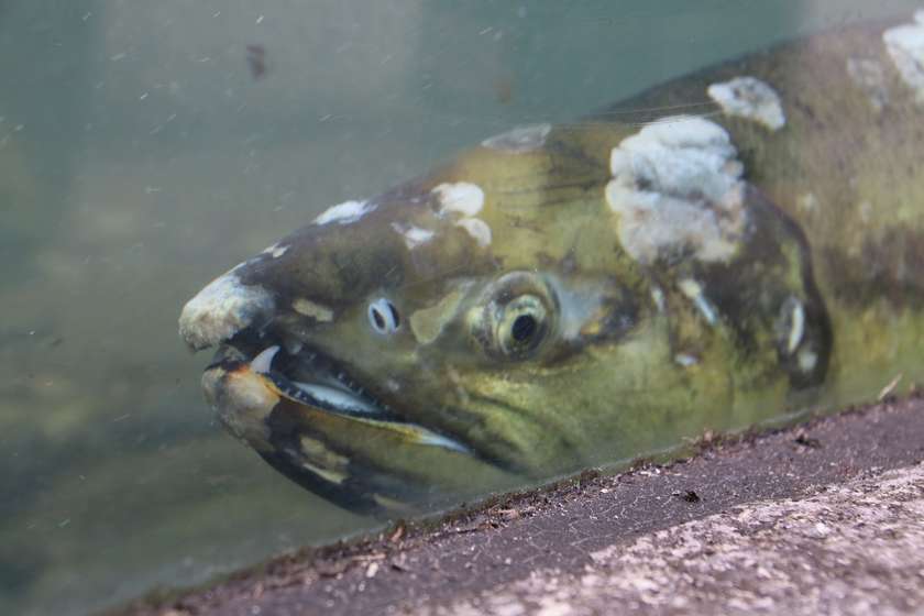 ガラス越しの人工河川に泳ぐ傷ついた鮭