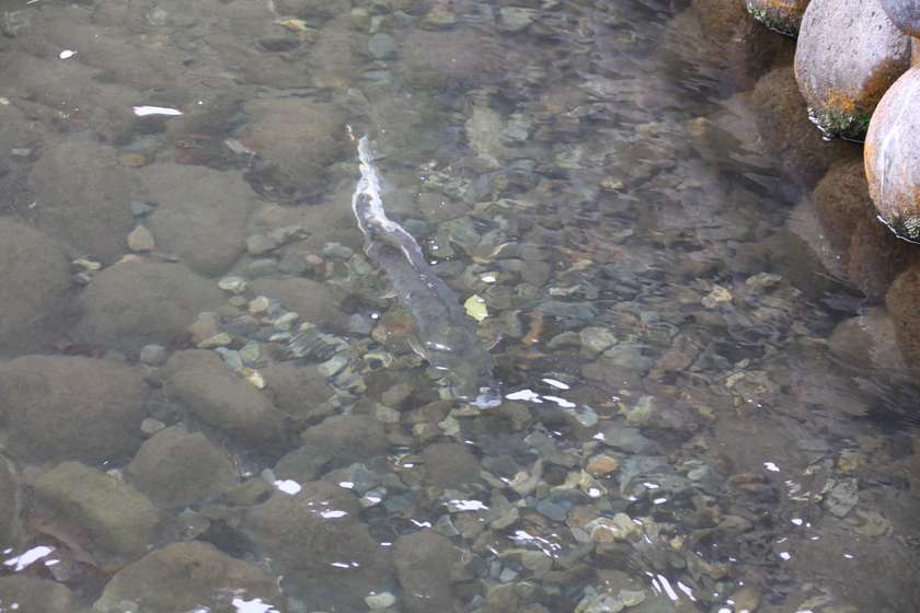 柏崎さけのふるさと公園の人工河川を泳ぐ傷だらけの鮭