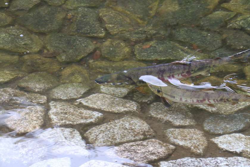 人工池に放たれた谷根川の鮭