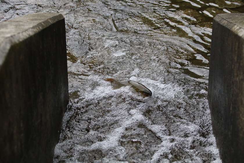 柏崎さけのふるさと公園の人工池を上る鮭