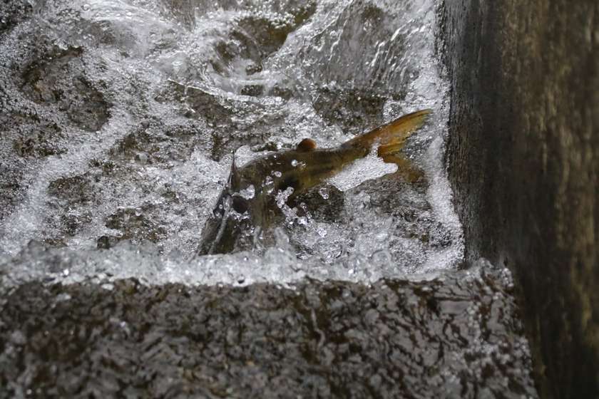 柏崎さけのふるさと公園の人工池を上りきって泳ぐ鮭