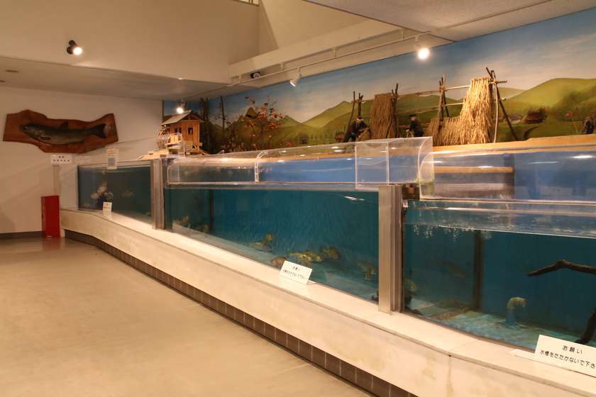 谷根川に棲む魚の展示