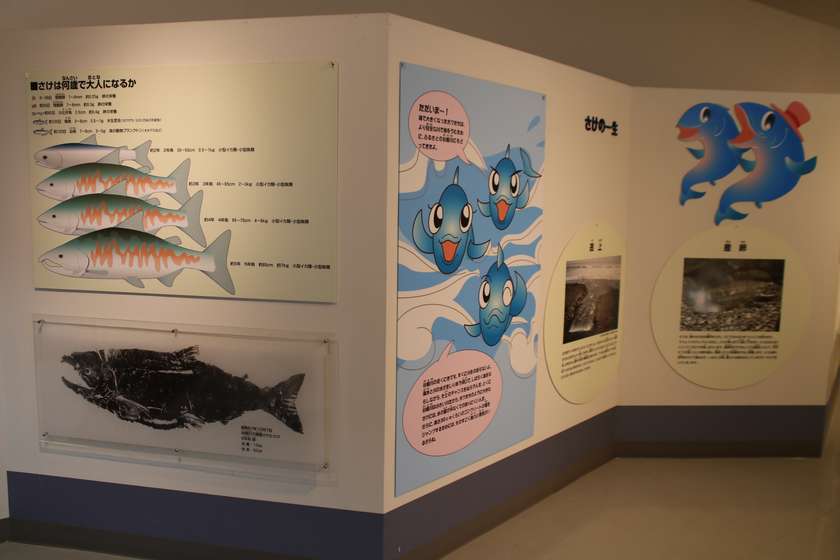 柏崎さけのふるさと公園展示室の鮭に関する展示