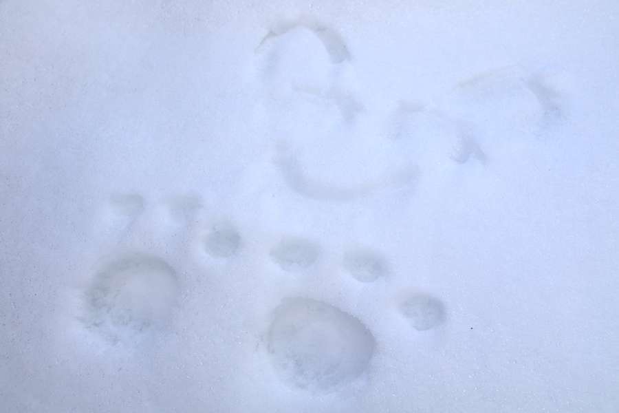 先の参拝者が雪に描いたペットの絵
