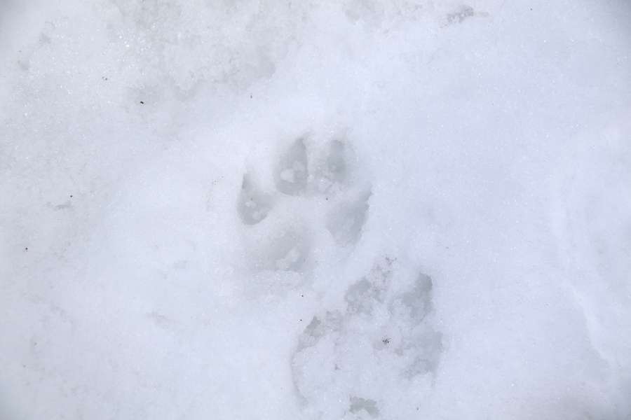 雪の上に残された犬の足跡