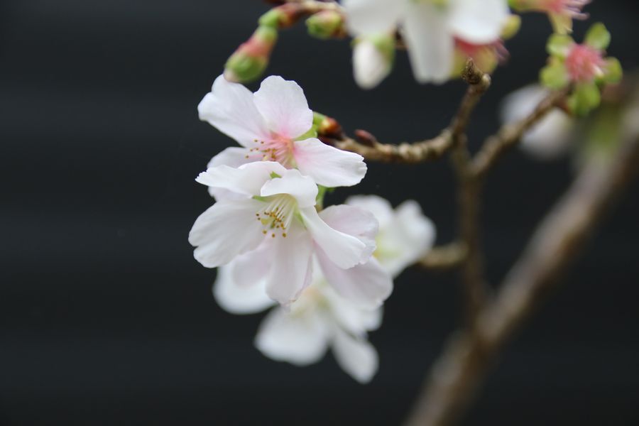 彌彦神社林務棟前に咲いていた四季桜