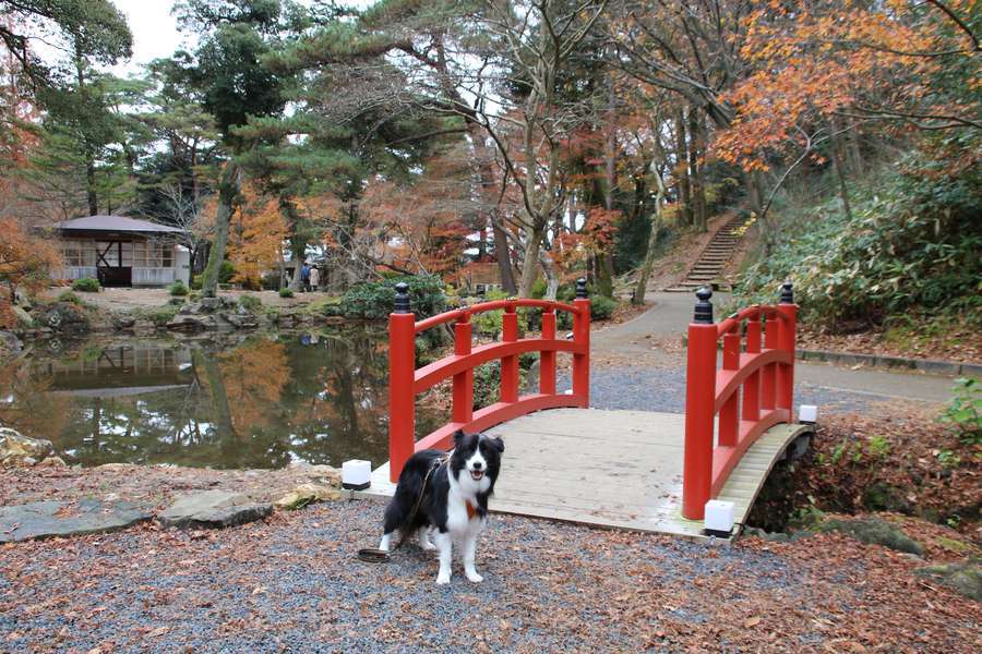池のほとりの赤い橋とドーン太