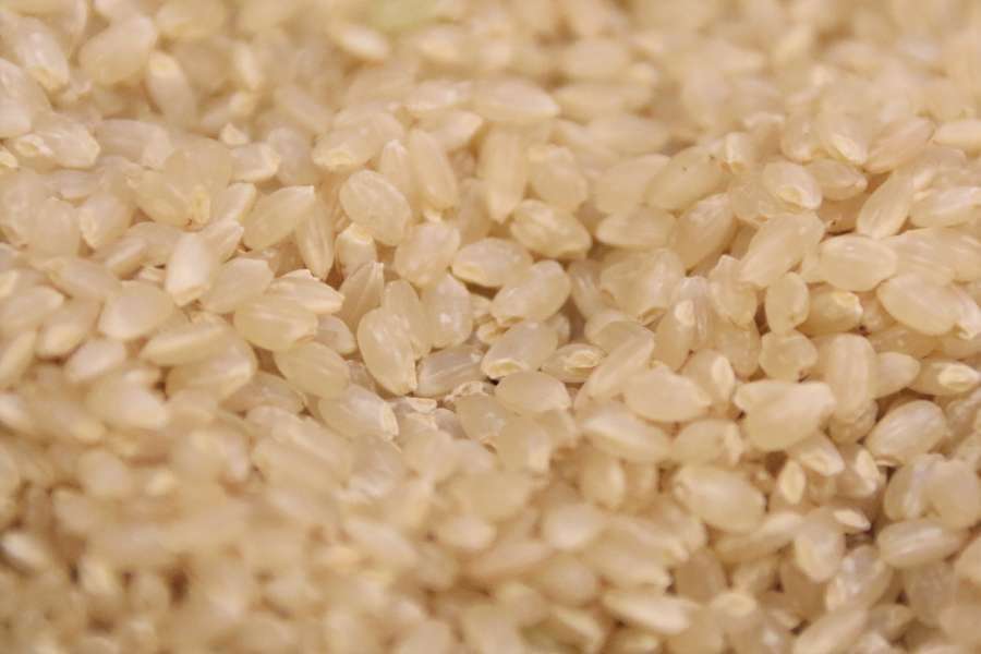 コシヒカリ玄米の粒のアップ