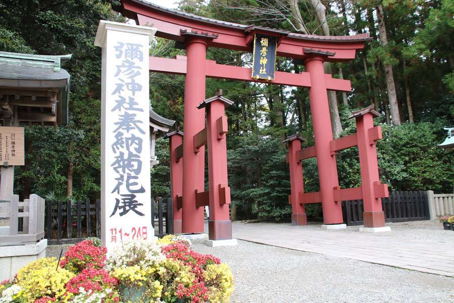 彌彦神社一の鳥居とその前にある菊花展の標柱