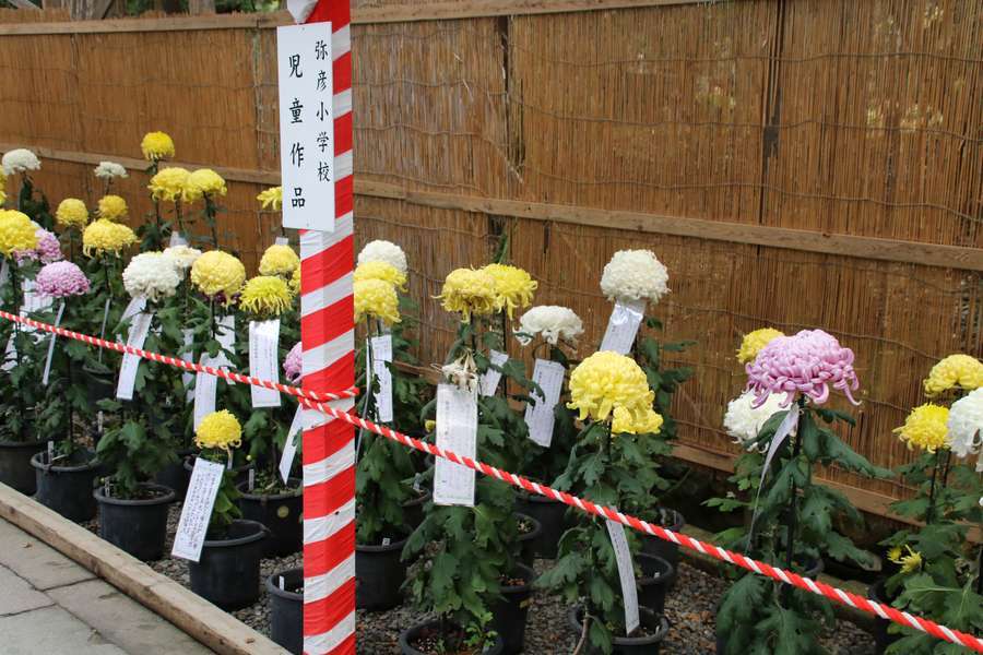 弥彦小学校の児童が栽培した菊