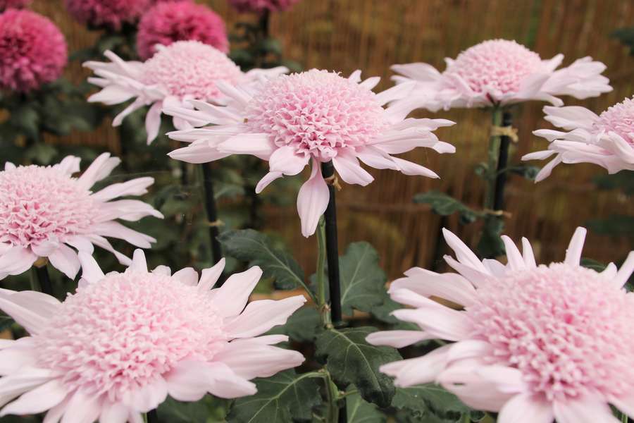 淡いピンク色の大菊実用花