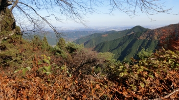 ヤマノッスメ　御岳山 (39)
