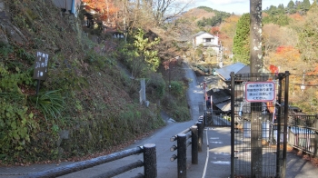 ヤマノッスメ　御岳山 (16)