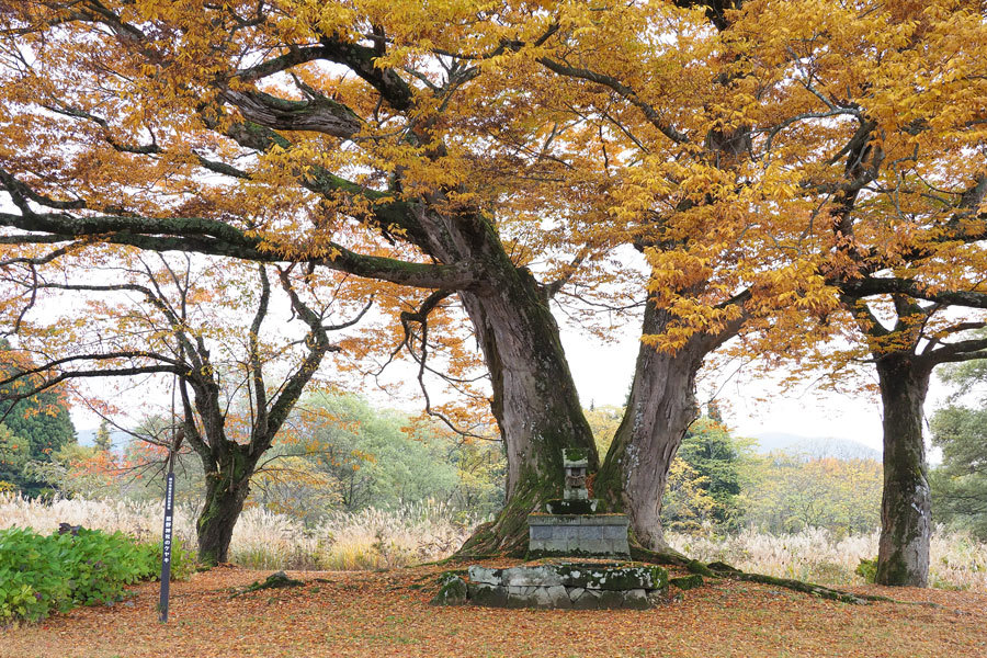 飯山市／熊野神社の欅