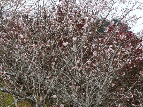 冬桜３