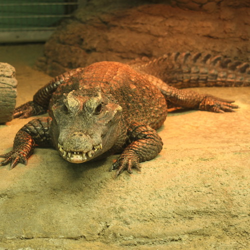 ☆ニシアフリカコガタワニ☆ - 動物ZOO感ごっこ